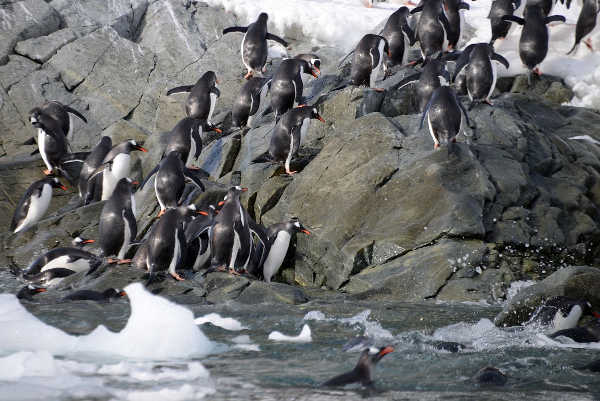 10C Gentoo Penguins Clamber Up The Rocks From The Sea To Cuverville Island On Quark Expeditions Antarctica Cruise